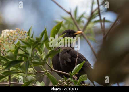 Hohe große Soor (Turdus Fuscater (teilweise durch Laub verdeckt) Stockfoto