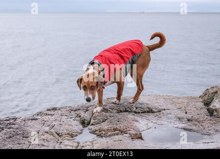 Hund, der vor dem Meer auf einem Felsen steht. Brauner Welpe in rotem Regenmantel, der den Spaziergang oder die Wanderung entlang des Wassers an der Leine genießt. 1 Jahr alte Frau Stockfoto
