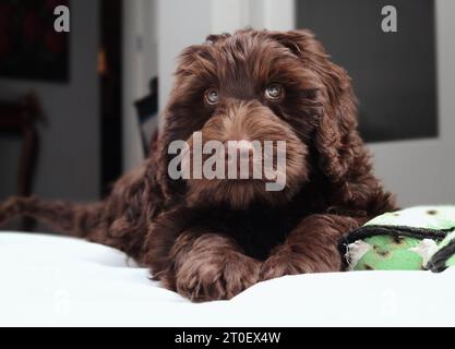 Brauner Labradoodle-Welpe, der auf dem Boden liegt, während er in die Kamera blickt. Flauschiger brauner Welpe mit atemberaubenden Augen. 2 Monate altes weibliches Schokoladenlabradoodle Stockfoto