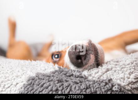 Entspannter Hund, der kopfüber liegt, während er in die Kamera schaut. Selbstbewusster und glücklicher Hund mit Beinen in der Luft im Hundebett oder auf dem Sofa. Lustige Schlafposition. 1 Stockfoto