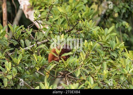 Ein weiblicher Roter Brüllaffen (Alouatta seniculus) mit Säuglingsfütterung in Bäumen am Napo River, Ecuador Stockfoto