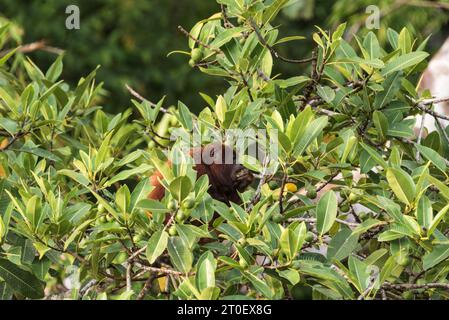 Ein weiblicher Roter Brüllaffen (Alouatta seniculus) mit Säuglingsfütterung in Bäumen am Napo River, Ecuador Stockfoto