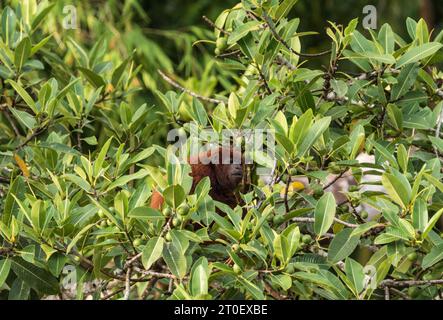 Ein weiblicher Roter Brüllaffen (Alouatta seniculus) mit Säuglingsfütterung in Bäumen am Napo River, Ecuador Stockfoto