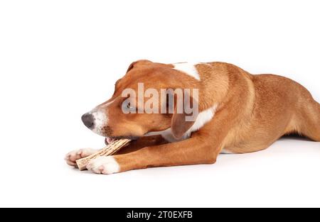 Glücklicher Hund mit Geweih-Kaustock. Brauner Hund, der ausgestreckt liegt mit gefülltem Geweih im Mund und zwischen den Pfoten. Hirschgeweih für kräftige Käufe. 1 Jahr Stockfoto