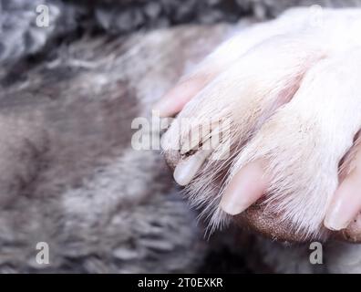 Klaue des Hundes gespalten oder gebrochen. Nahaufnahme einer großen Hundepfote mit beschädigtem Nagel oder Klaue bis zum Schnellen. Konzept zur Erhaltung gesunder Hundekrallen, erste Hilfe Stockfoto