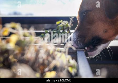 Hund isst Holz, Nahaufnahme. Hündchen kauen, nagen oder knabbern an einer Pflanzbox aus Holz. Verhindern oder verhindern Sie, dass der Hund übermäßiges oder obsessives Holzkauen ausübt. 1 Stockfoto