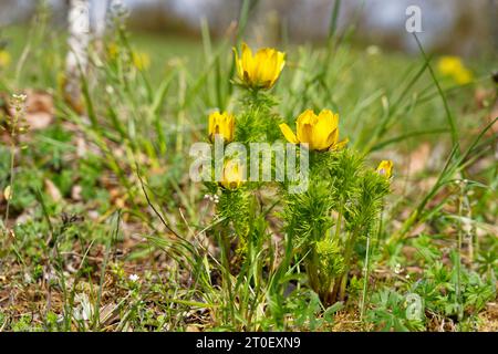 Frühling Adonis Rose, Frühling Adonis, Adonis vernalis Stockfoto