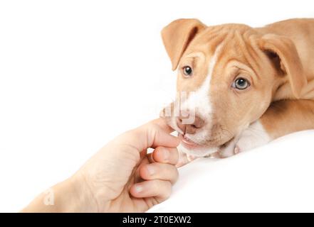 Das Hündchen beißt den Finger einer Person, während er in die Kamera schaut. Welpe spielt mit der Frau, frühe Aggression oder Zahnen. 12 Wochen alt, Boxer Pitbull Stockfoto