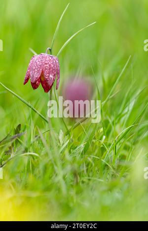 Karierte Lilie, auch bekannt als Fritillary oder karierte Narzissen, Fritillaria meleagris Stockfoto