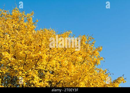 Schöne Herbstfarben auf gelben Blättern heben sich vom blauen Himmel in Bristol, Großbritannien, ab Stockfoto