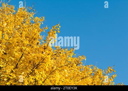 Schöne Herbstfarben auf gelben Blättern heben sich vom blauen Himmel in Bristol, Großbritannien, ab Stockfoto