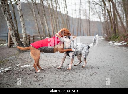 Zwei Hunde, die an einem Wintertag draußen im Park kämpfen oder spielen. 2 Hundefreunde, die sich umarmen, pfoten oder dominantes Verhalten. Weibliche braune harrier mi Stockfoto