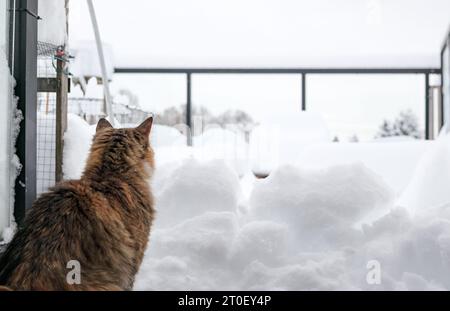 Katze vor tiefem Schnee auf Balkon oder Terrasse nach Schneesturm. Curios Calico Katze sitzt drinnen und blickt über eine Schneewand auf der Dachterrasse. Kat Stockfoto