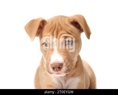 Isolierter Hündchenkopfschuss. Vorderansicht niedlicher Kurioshund, der etwas unten mit geneigtem Kopf ansieht. Beige Boxer Pitbull-Mischung, 12 Wochen alt, Kitzel Stockfoto