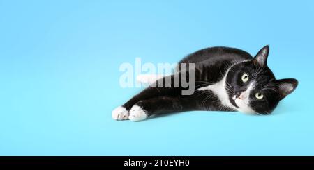 Glückliche Smoking-Katze, die auf blauem Hintergrund gestreckt liegt, während sie in die Kamera schaut. Große schwarz-weiße männliche Katze in entspannter und sicherer Haltung. Selektiv fo Stockfoto