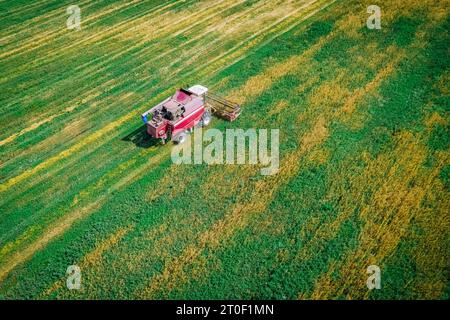 Ein Landwirt auf einem Mähdrescher erntet auf dem Feld. Ernte von Weizen auf den Feldern während der Erntezeit. Maisfeld des Bauern während der Ernte. Stockfoto