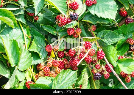 Reifen von Himbeeren an einem Büschen an einem Tag im Juli Stockfoto