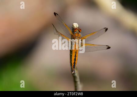 Weibliche orange Libelle (libellula fulva), die auf einem Ast thront Stockfoto