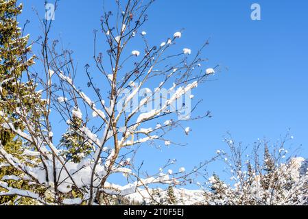 Zweige eines blattlosen Baumes, bedeckt mit frischem Schnee vor blauem Winterhimmel. Natürlicher Hintergrund. Stockfoto