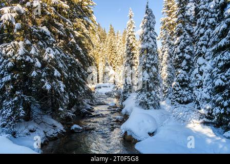 Creek verläuft an einem sonnigen Wintertag durch einen verschneiten Wald in den Bergen. Winterwunderland. Stockfoto