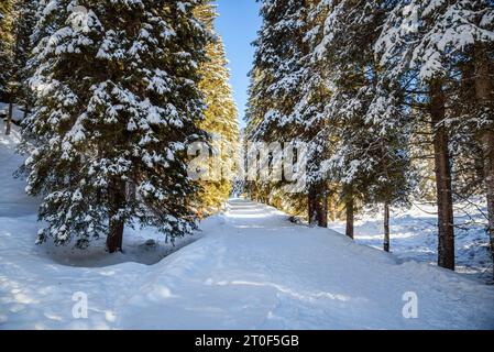 Einsame, schneebedeckte Bergstraße gesäumt von verschneiten Kiefern an einem sonnigen Wintertag Stockfoto