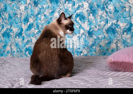 Die große graue Katze drehte den Rücken aus der Nahaufnahme Stockfoto