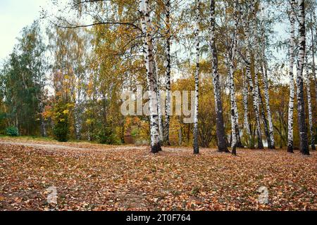 Herbstpark mit Birkenbäumen und gelben Blättern auf dem Boden Stockfoto
