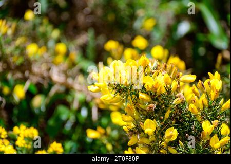 Die gelben Blumen von Ulex, gemeinhin als Gorse, Furze oder Whine bekannt, sind die Gattung der blühenden Pflanzen der Familie Fabaceae. Stockfoto