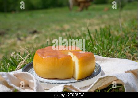 Spanischer geräucherter Hartkäse aus Pria, der von ländlichen Milchbauern in Asturien, Spanien, aus pasteurisierter Kuhmilch oder mit Ziegen- oder Schafsmilch hergestellt wird Stockfoto