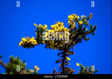 Die gelben Blumen von Ulex, gemeinhin als Gorse, Furze oder Whine bekannt, sind die Gattung der blühenden Pflanzen der Familie Fabaceae. Stockfoto