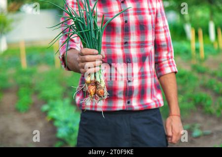 Ein Bauer hält grüne Zwiebeln in der Hand. Selektiver Fokus. Natur. Stockfoto