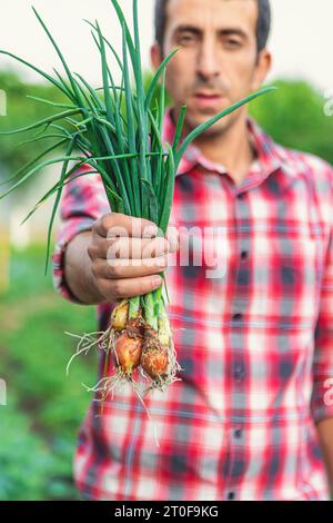 Ein Bauer hält grüne Zwiebeln in der Hand. Selektiver Fokus. Natur. Stockfoto