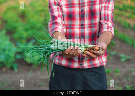 Ein Bauer hält grüne Zwiebeln in der Hand. Selektiver Fokus. Natur. Stockfoto