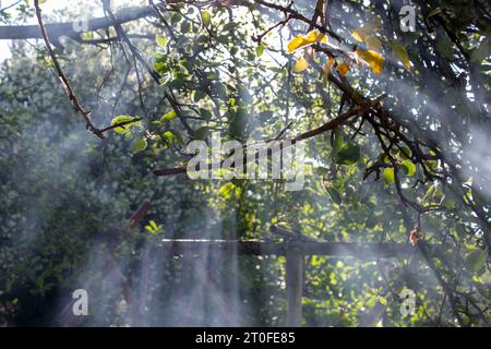 Sonnenstrahlen zwischen Ästen im Rauch im Wald. Stockfoto