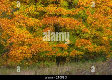 Ein Zuckerhornbaum an einem schönen Herbsttag im Norden von Wisconsin. Stockfoto