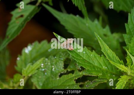 Anthophila fabriciana Familie Choreutidae Gattung Anthophila Common Nesselnessel-Hahn Motte wilde Natur Insektenfotografie, Bild, Tapete Stockfoto