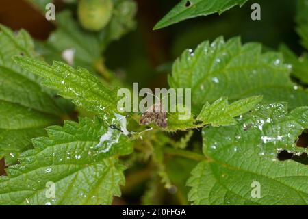 Anthophila fabriciana Familie Choreutidae Gattung Anthophila Common Nesselnessel-Hahn Motte wilde Natur Insektenfotografie, Bild, Tapete Stockfoto