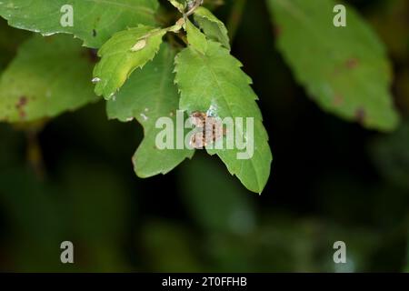 Anthophila fabriciana Familie Choreutidae Gattung Anthophila Common Nesselnessel-Hahn Motte wilde Natur Insektenfotografie, Bild, Tapete Stockfoto