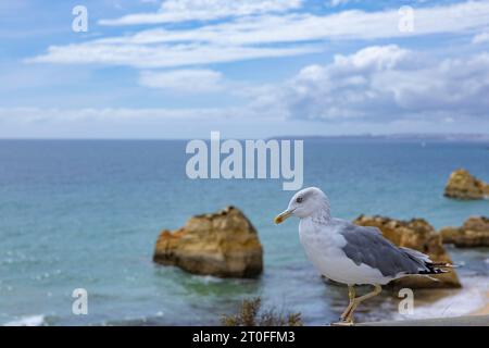 Ganz nah an einer Möwe, die an der Wand steht, mit dem Strand von Baumschlössern (Praia dos Tres Castelos) im Hintergrund. Portimao, Algarve, Portugal. Stockfoto