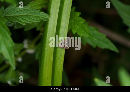 Anthophila fabriciana Familie Choreutidae Gattung Anthophila Common Nesselnessel-Hahn Motte wilde Natur Insektenfotografie, Bild, Tapete Stockfoto