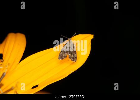 Anthophila fabriciana Familie Choreutidae Gattung Anthophila Common Nesselnessel-Hahn Motte wilde Natur Insektenfotografie, Bild, Tapete Stockfoto