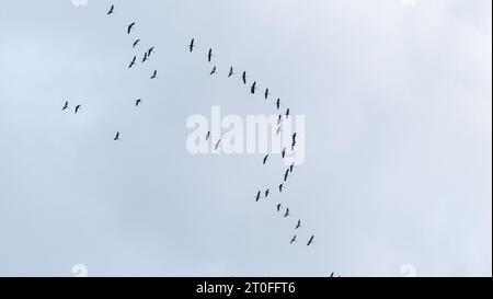 Eine Schar Kraniche fliegt am Himmel. Vogelbestand während saisonaler Wanderungen. Kraniche fliegen in einer großen Schar nach Süden. Wilde Natur, wunderschöne Landschaft Stockfoto