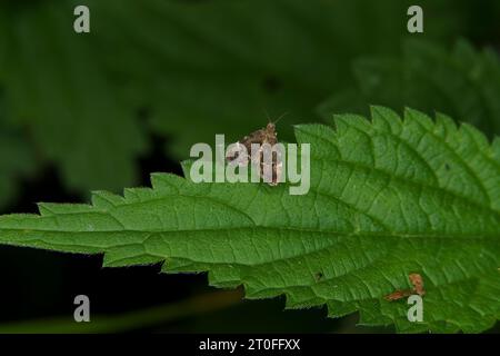 Anthophila fabriciana Familie Choreutidae Gattung Anthophila Common Nesselnessel-Hahn Motte wilde Natur Insektenfotografie, Bild, Tapete Stockfoto