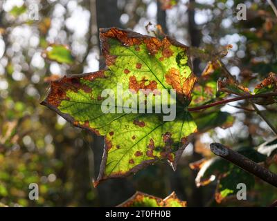 Ein verwelkendes Ahornblatt, das in Sonnenlicht getaucht ist, schafft ein anmutiges Motiv und zeigt die Schönheit des Herbstes. Stockfoto