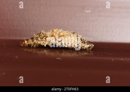 Dahlica triquetrella Familie Psychidae Gattung Dahlica Narrow Flechten Bagworm Moth Wild Nature Insekten Fotografie, Bild, Tapete Stockfoto