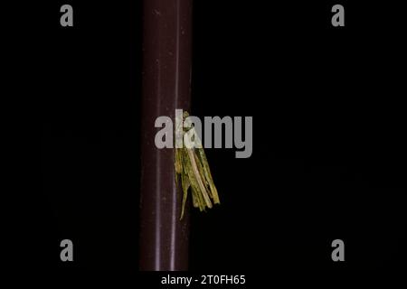 Psyche casta Familie Psychidae Gattung Psyche gewöhnliche Bagworm Moth wilde Natur Insektenfotografie, Bild, Tapete Stockfoto