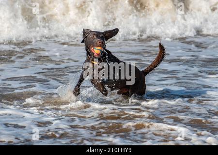 labrador und springer Spaniel kreuzen Kanonenhunde, die Spaß am Meer haben, um einen Ball in den Wellen zu fangen, die auf die Küste stürzen Stockfoto