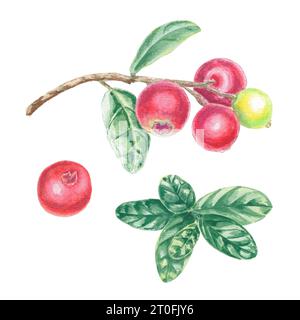 Clipart handbemalt rote Preiselbeere und grüne Blätter. Botanische Illustration von Aquarell isoliertes Element. Kunst für Lebensmitteldesign, Logo, Muster, Stockfoto