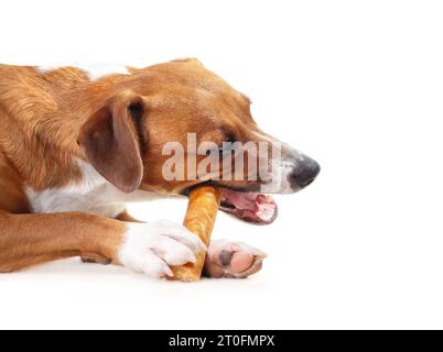 Glücklicher Hund mit Kaustock im Mund und zwischen den Pfoten. Seitenansicht eines Welpen, der einen Yak-Milchkäse-Knochen isst, während er auf dem Boden liegt. Natürlicher Kaustock für Stockfoto