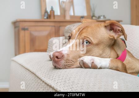 Niedliches Hündchen mit Kopf zwischen den Pfoten und auf Sofa-Armlehne. Lustige Seitenansicht des Hündchens gelangweilt, müde oder sah sich etwas an. 6 Monate alt, weiblich Boxer Pi Stockfoto